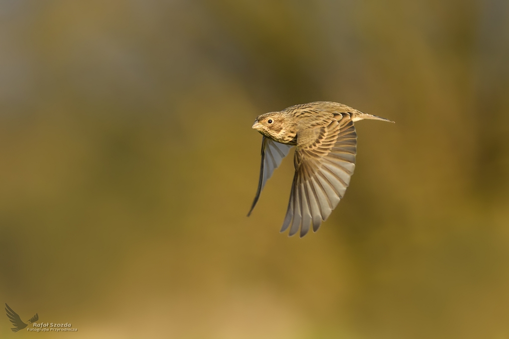 Potrzeszcz, Corn Bunting (Emberiza calandra) ... 2017r