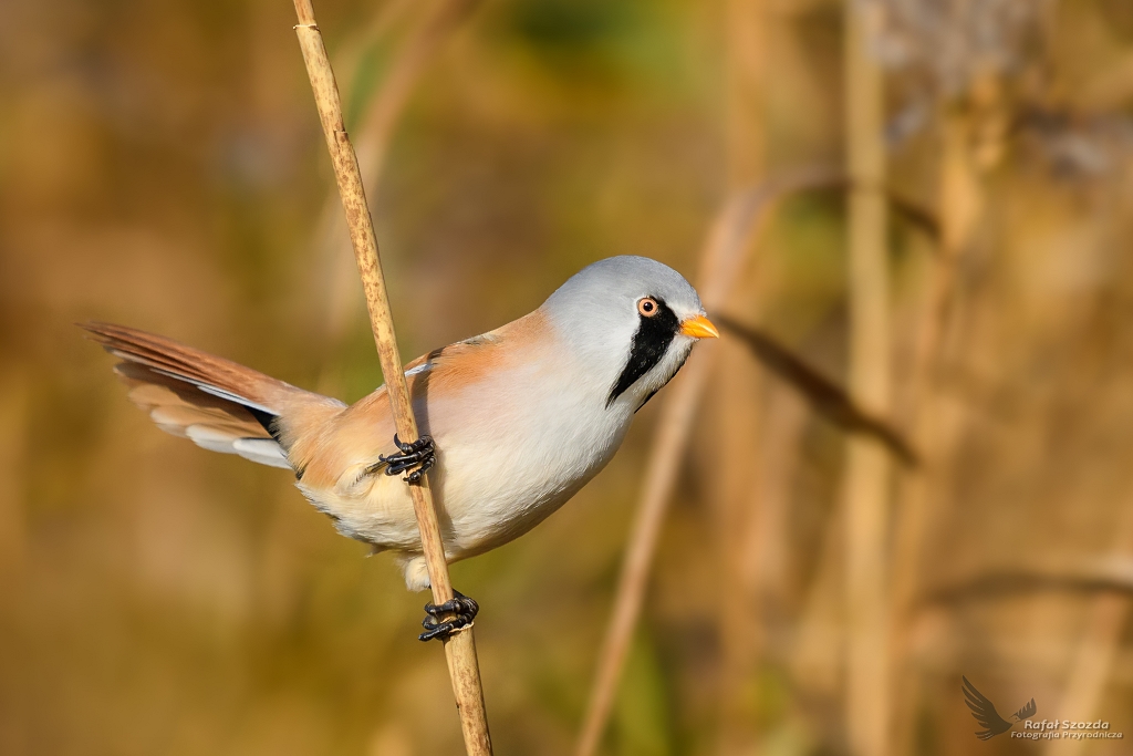 Wsatka, Bearded Parrotbill (Panurus biarmicus) ... 2017r