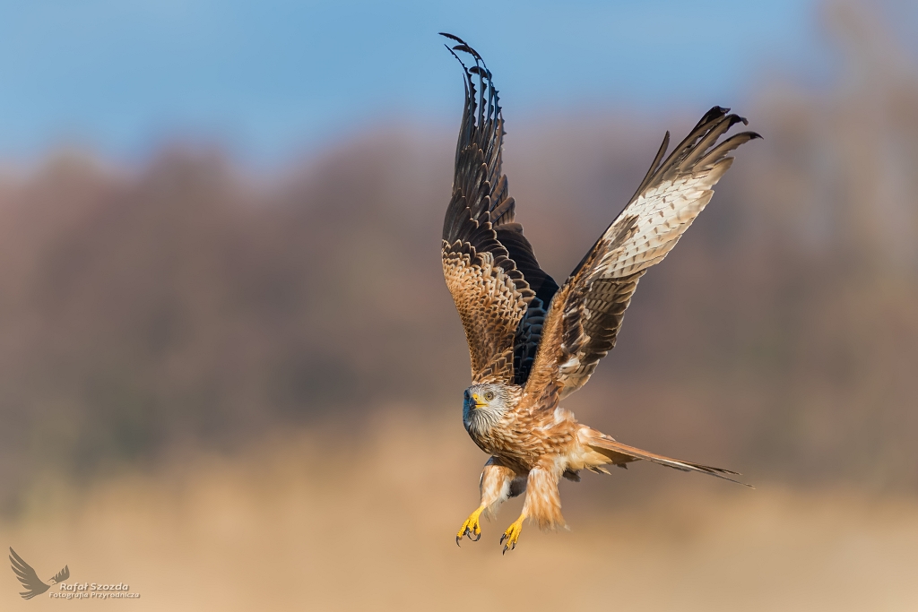 Kania Ruda, Red Kite (Milvus milvus) ... 2017r