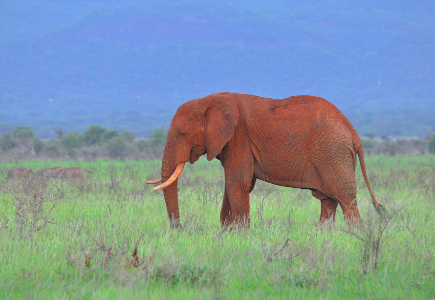 Wieczorem w Tsavo