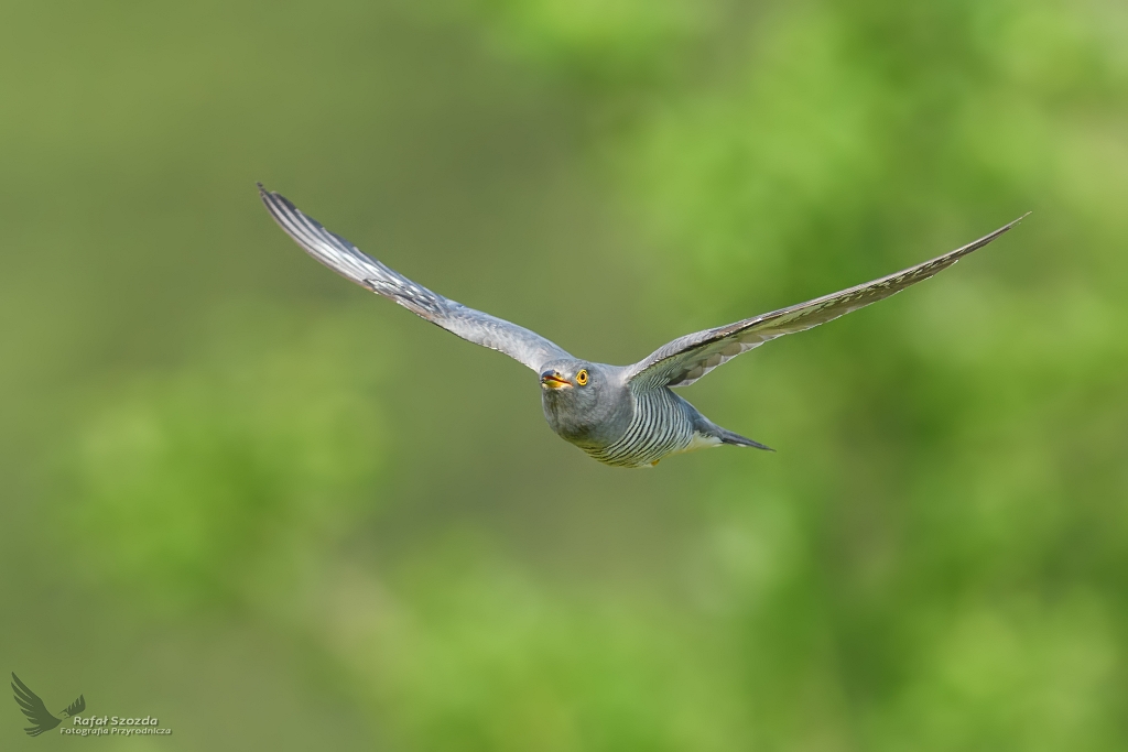 Kukuka, Common Cuckoo (Cuculus canorus) ... 2017r