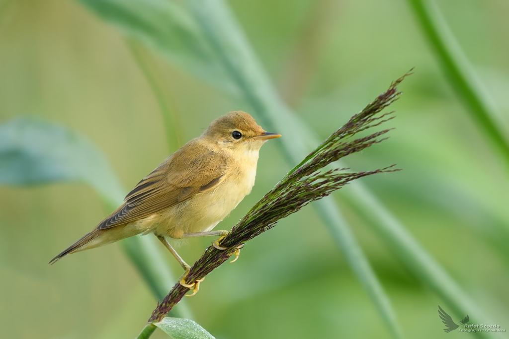 ozwka,  Marsh Warbler (Acrocephalus palustris) ... 2017r