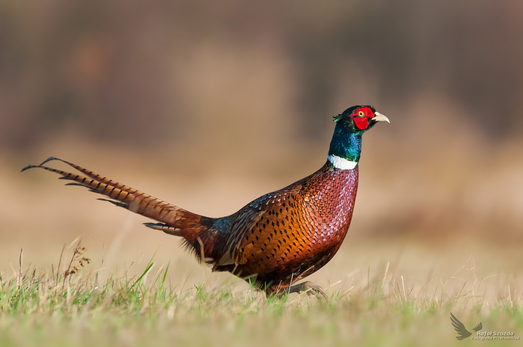 Baant, Common Pheasant (Phasianus colchicus) ...