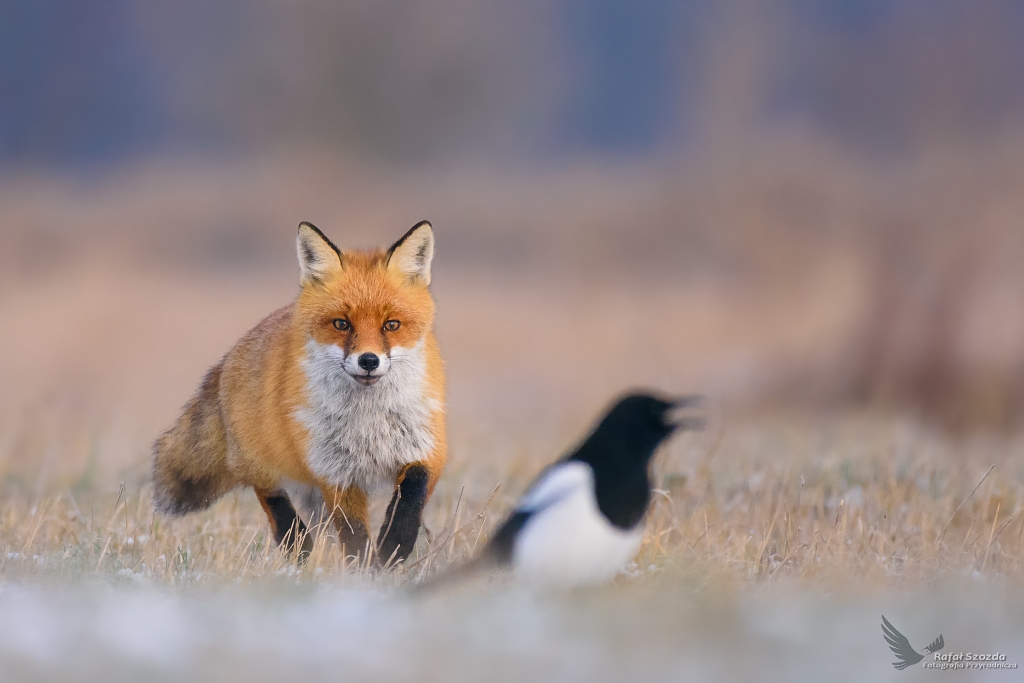 Lis, Fox (Vulpes vulpes) ...