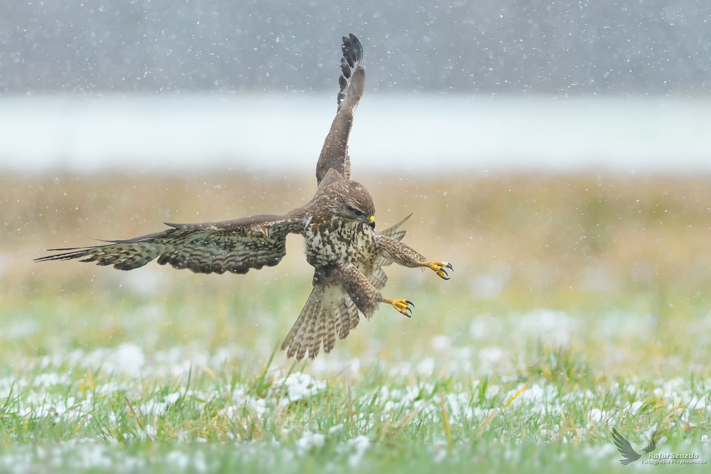 Myszow, Common Buzzard (Buteo buteo) ... 2017r