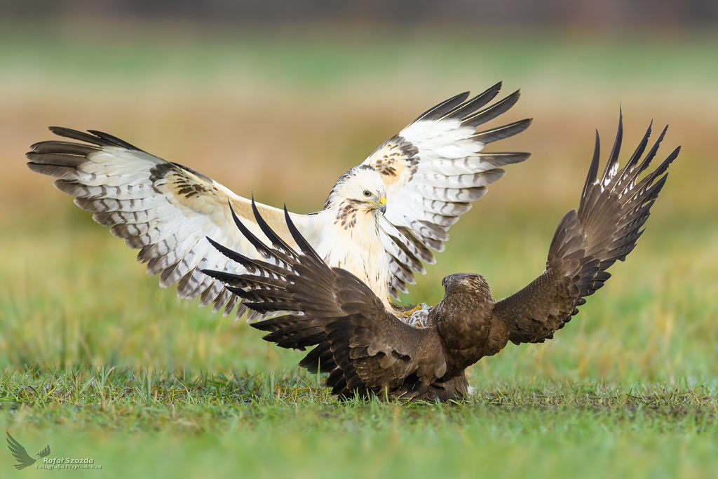 Myszoowy, Common Buzzard (Buteo buteo) ... 2017r