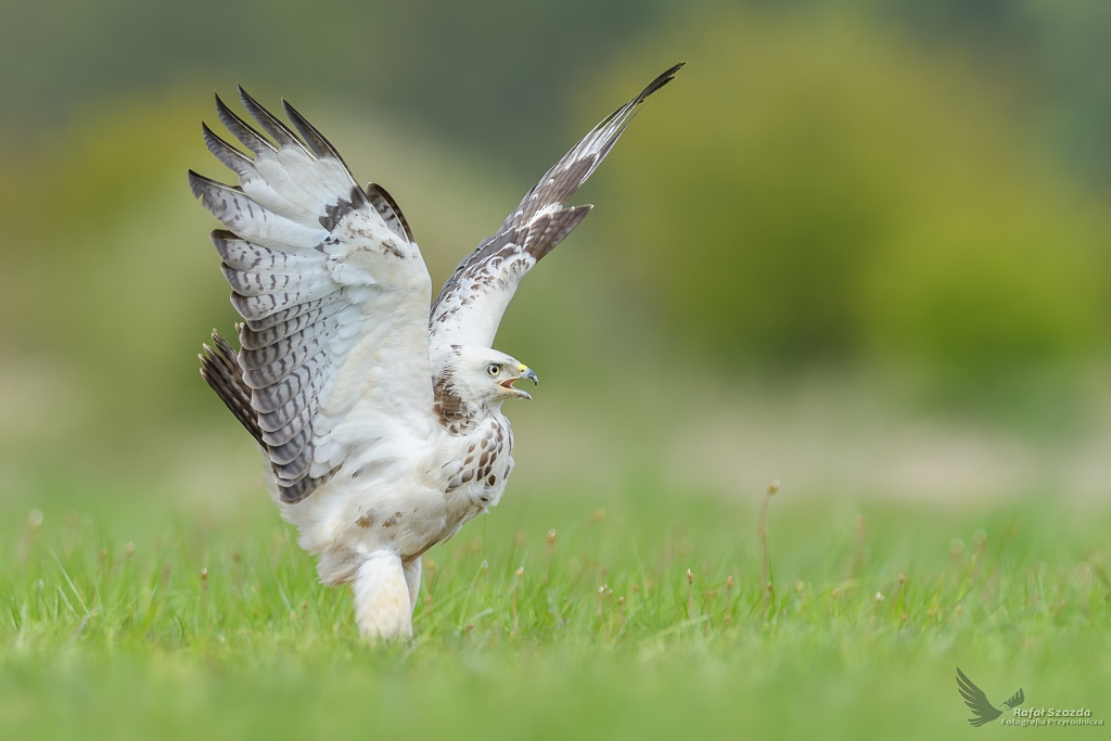 Myszow, Common Buzzard (Buteo buteo) ... 2017r