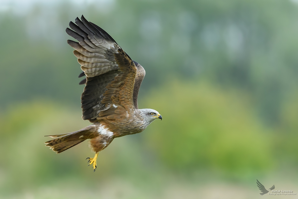 Kania Czarna, Black Kite (Milvus migrans) ... 2017r