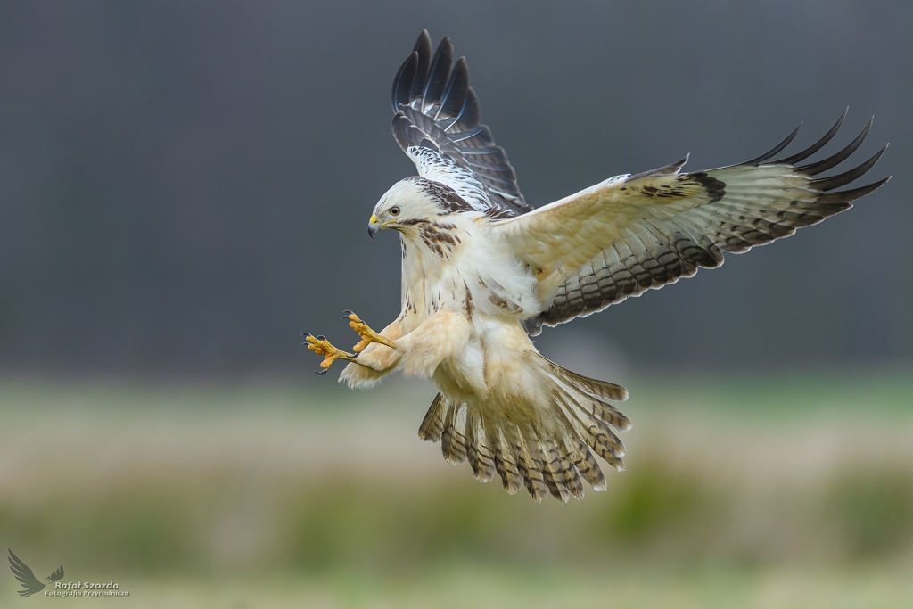 Myszow, Common Buzzard (Buteo buteo) ... 2017r