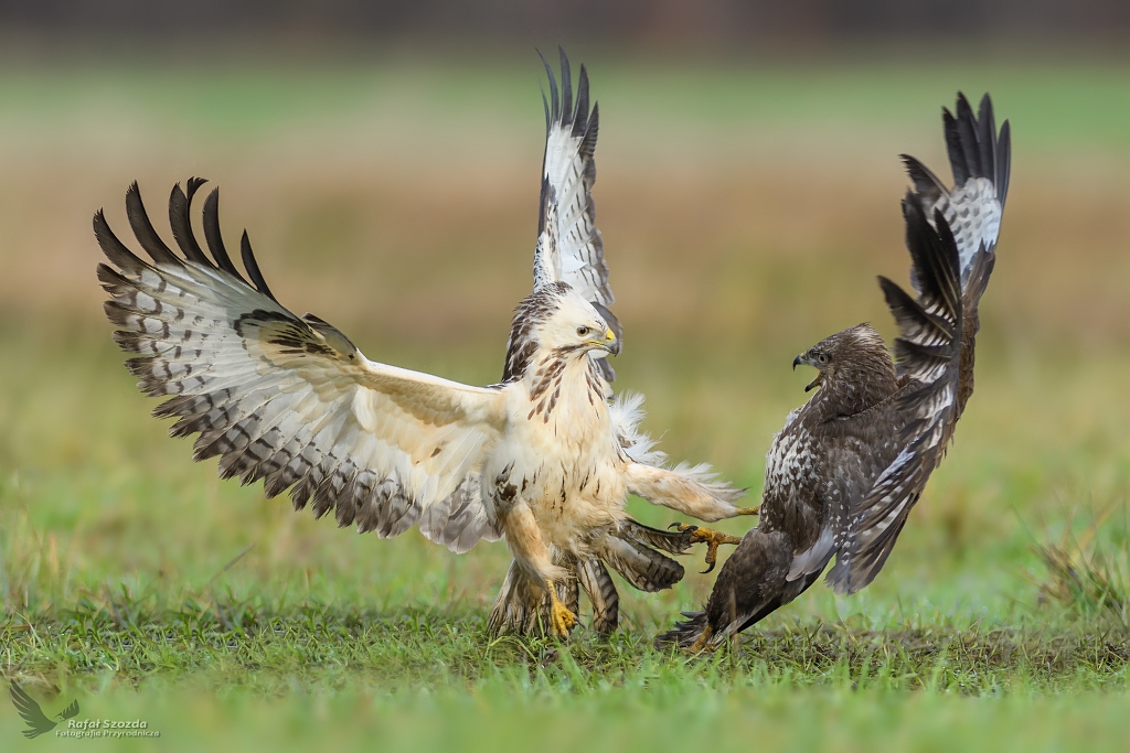 Myszoowy, Common Buzzard (Buteo buteo) ... 2017r