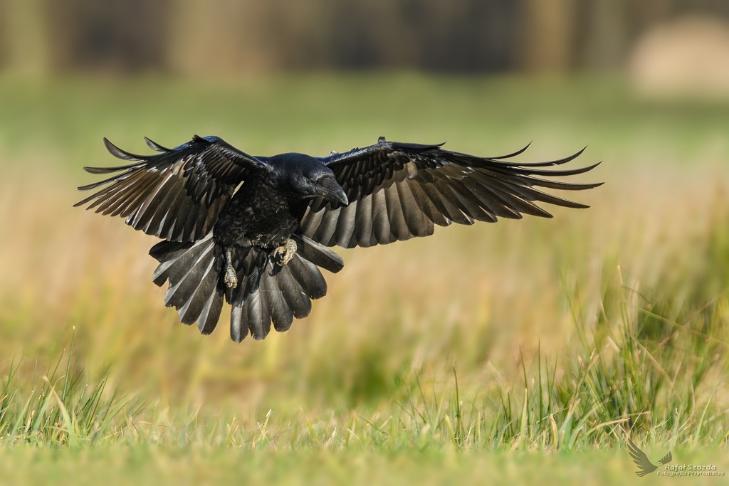 Kruk, Common Raven (Corvus corax) ...