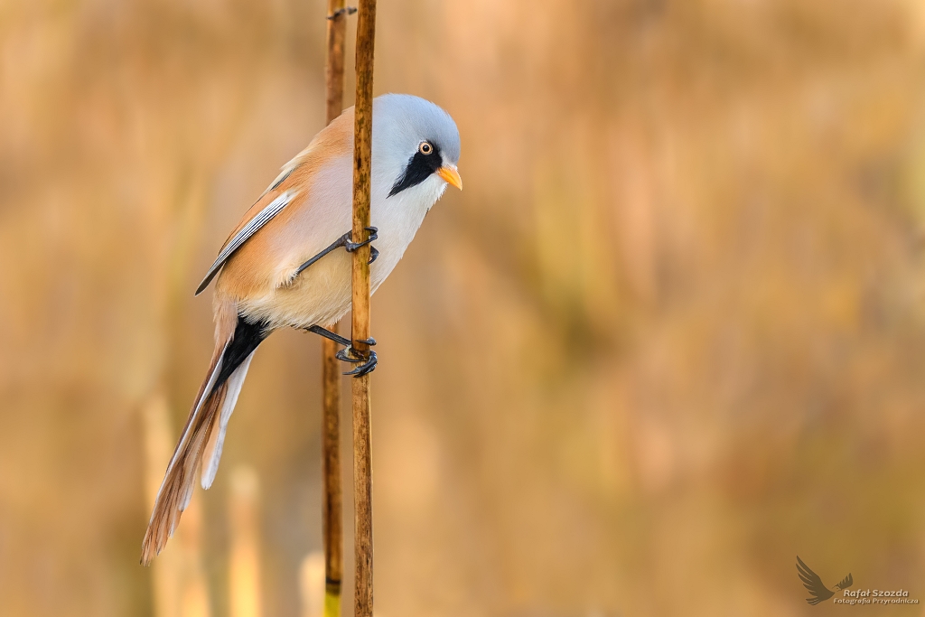 Wsatka, Bearded Parrotbill (Panurus biarmicus) ... 2018r