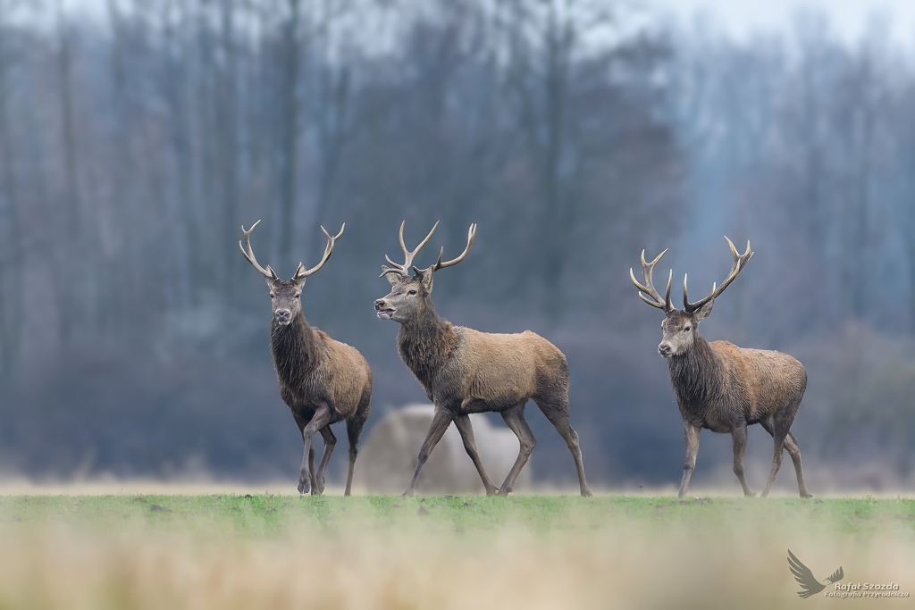 Jele szlachetny, Red Deer (Cervus elaphus) ... 2018r