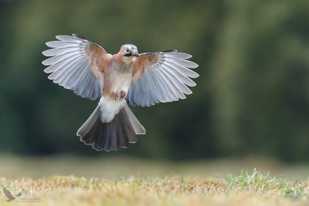 Sjka, Eurasian Jay (Garrulus glandarius) ... 2018r