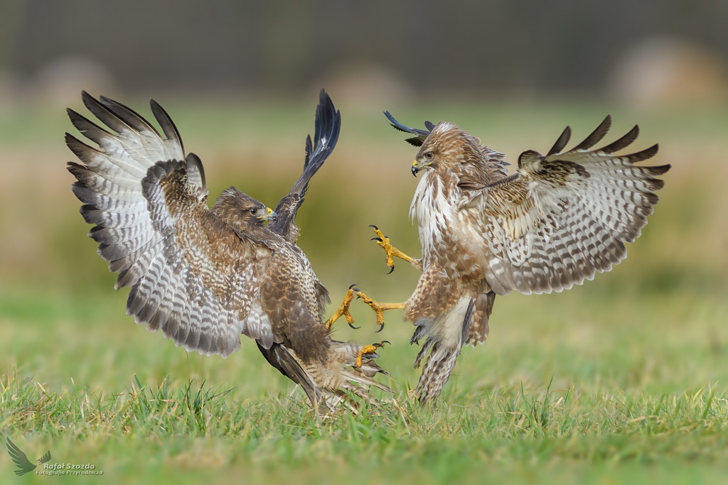 Myszoowy, Common Buzzard (Buteo buteo) ... 2018r