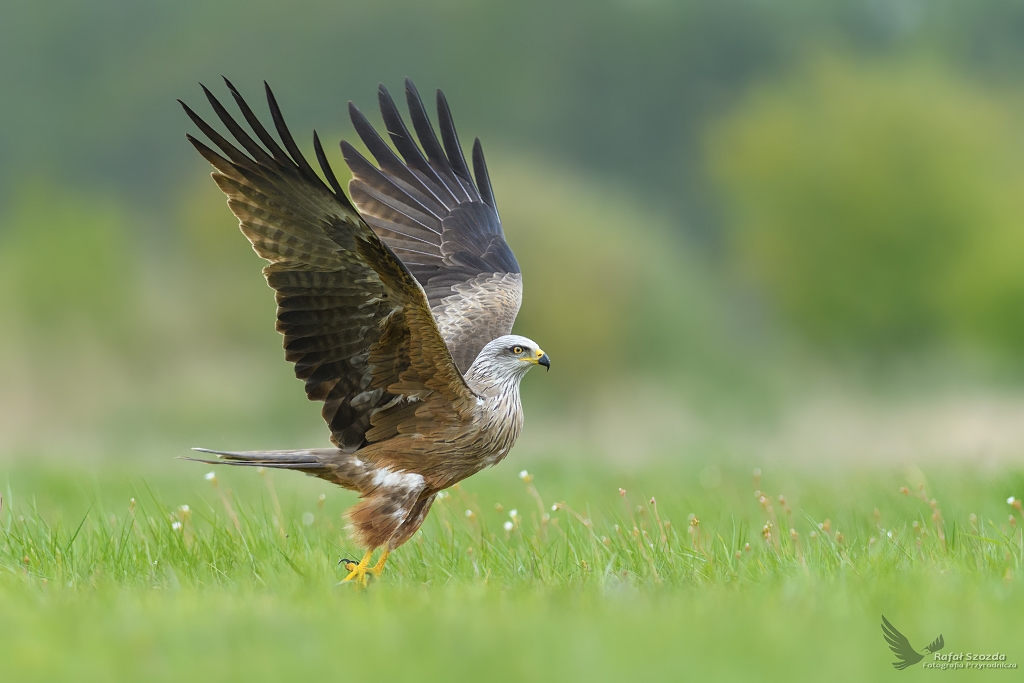 Kania Czarna, Black Kite (Milvus migrans) ...