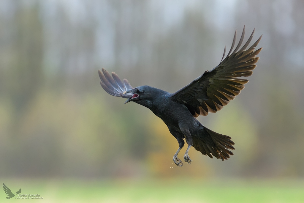 Kruk, Common Raven (Corvus corax) ... 2018r