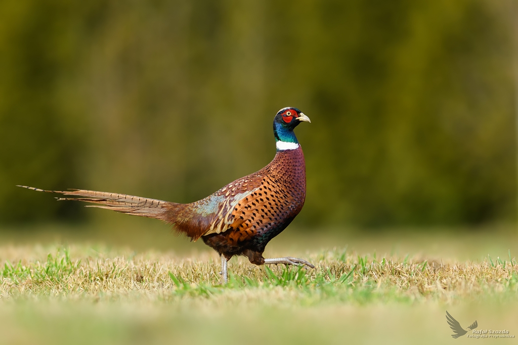 Baant, Common Pheasant (Phasianus colchicus) ... 2018r