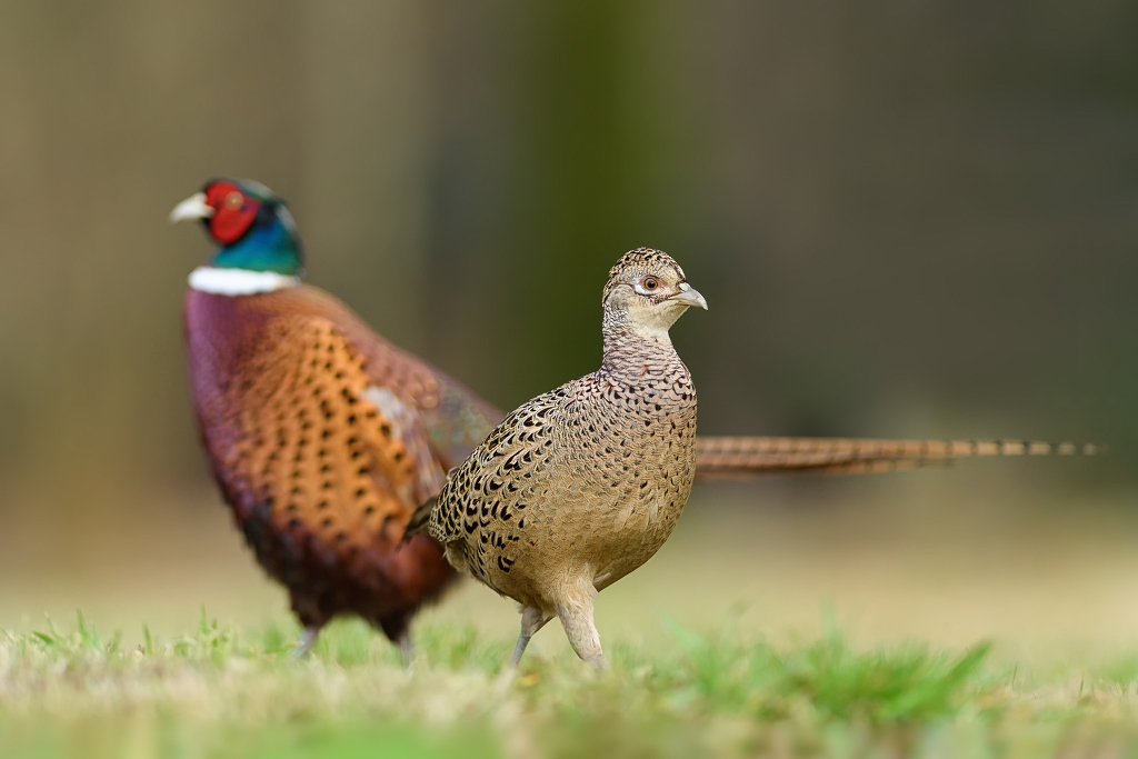 Zaloty - Baanty, Common Pheasant (Phasianus colchicus) ... 2018r