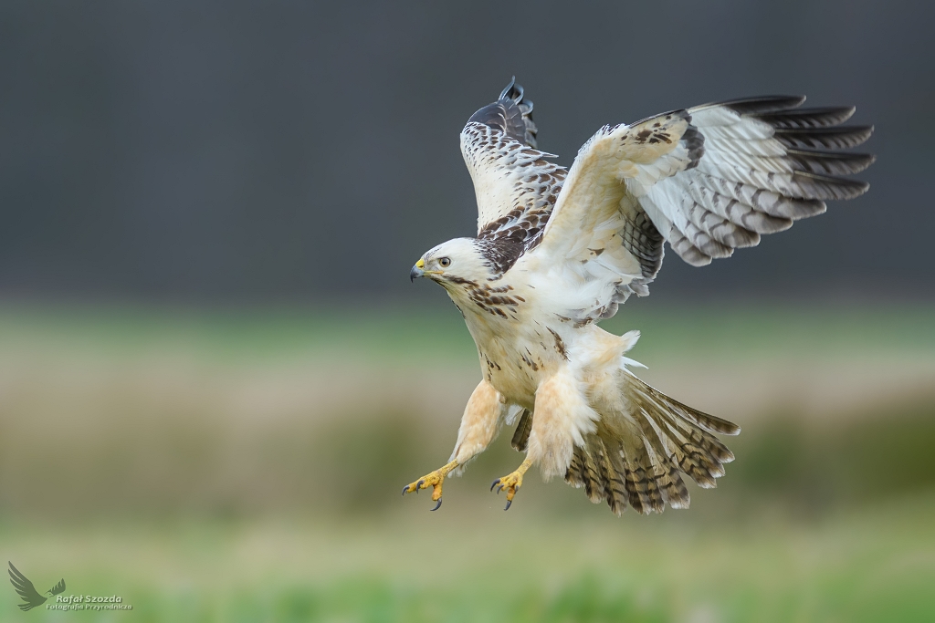 Myszow, Common Buzzard (Buteo buteo) ... 2018r