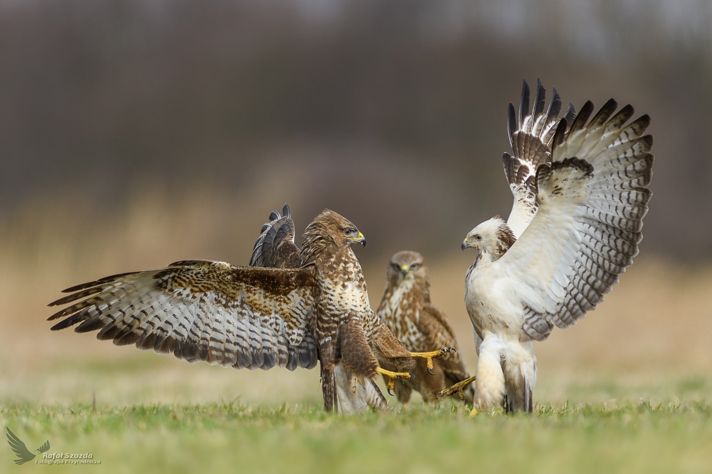 Arbiter - Myszow, Common Buzzard (Buteo buteo) ... 2018r