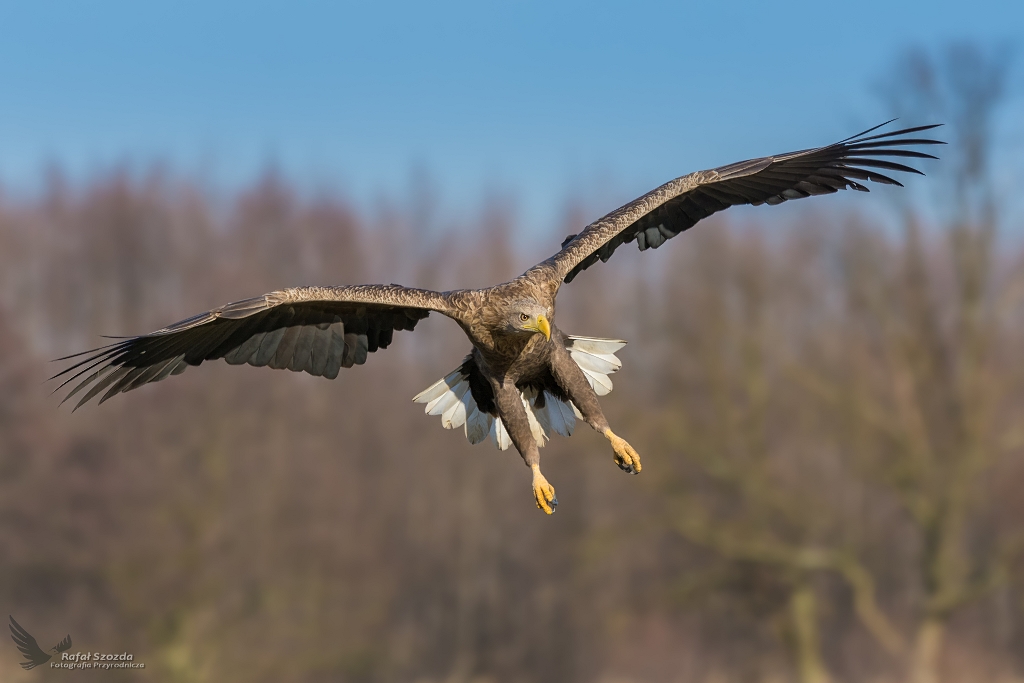 Bielik, White-tailed Eagle (Haliaeetus albicilla) ...