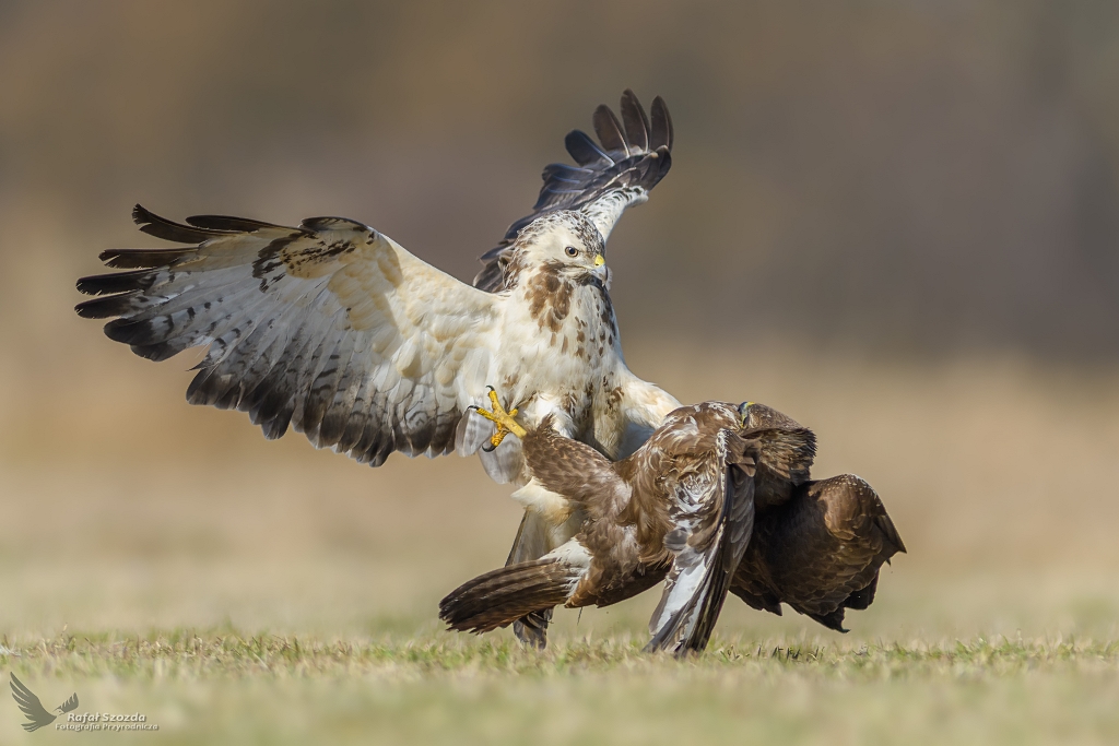 Myszoowy, Common Buzzard (Buteo buteo) ...