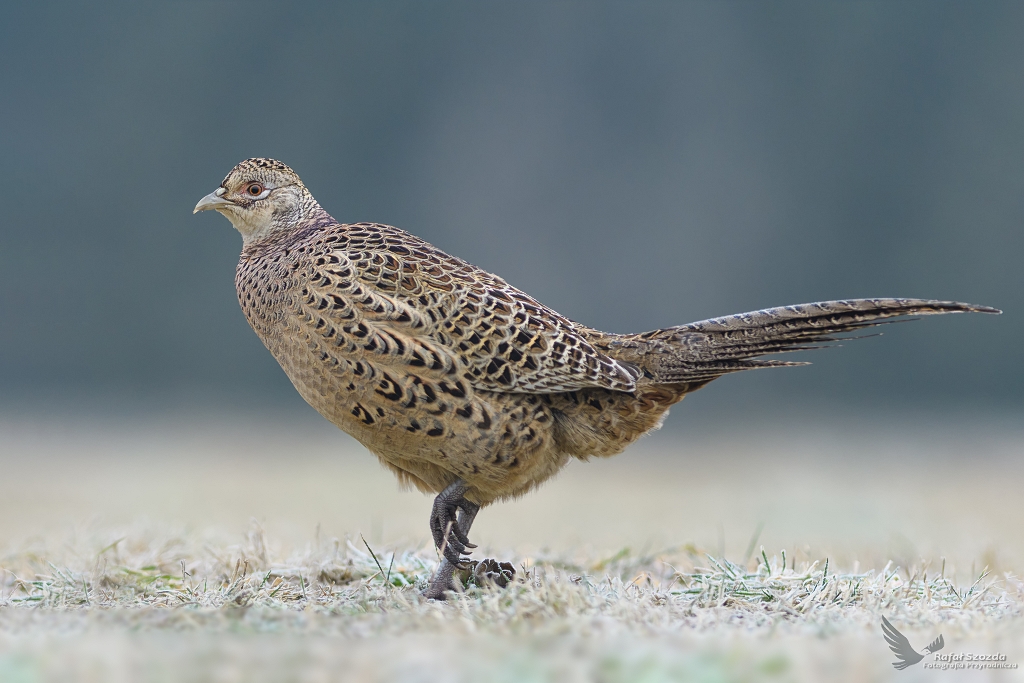 Kurka Baanta, Common Pheasant (Phasianus colchicus) ... 2018r