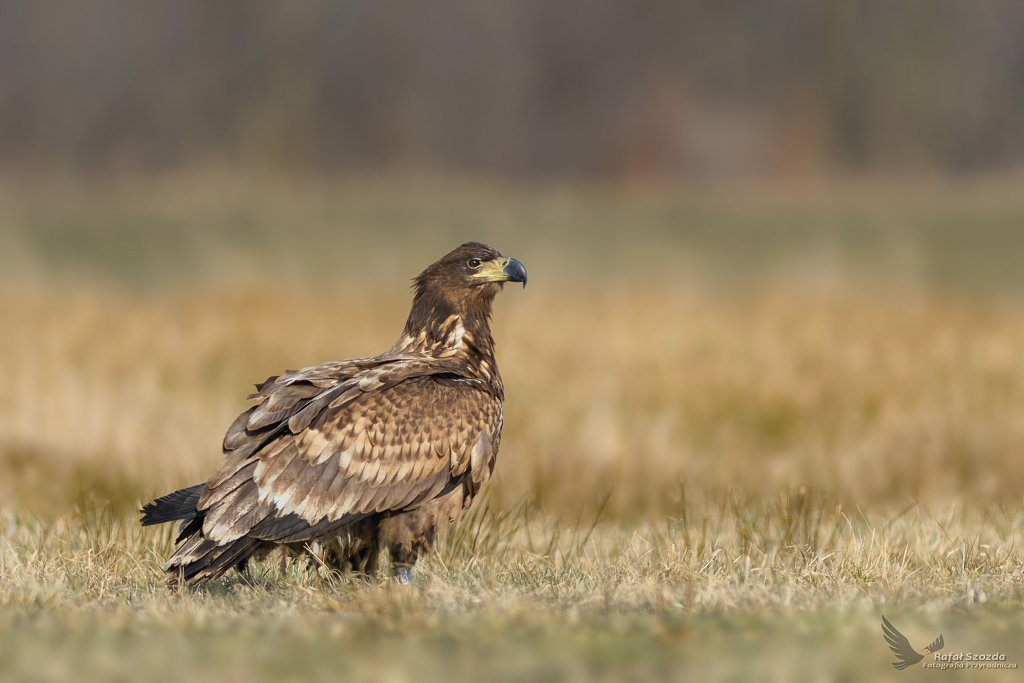 Modzie - Bielik, White-tailed Eagle (Haliaeetus albicilla) ... 2018r