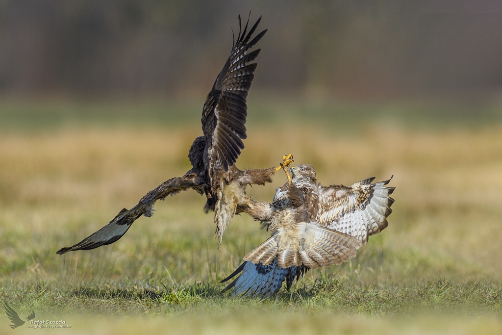 Myszoowy, Common Buzzard (Buteo buteo) ... 2018r