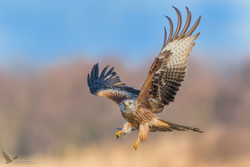 Kania Ruda, Red Kite (Milvus milvus) ...