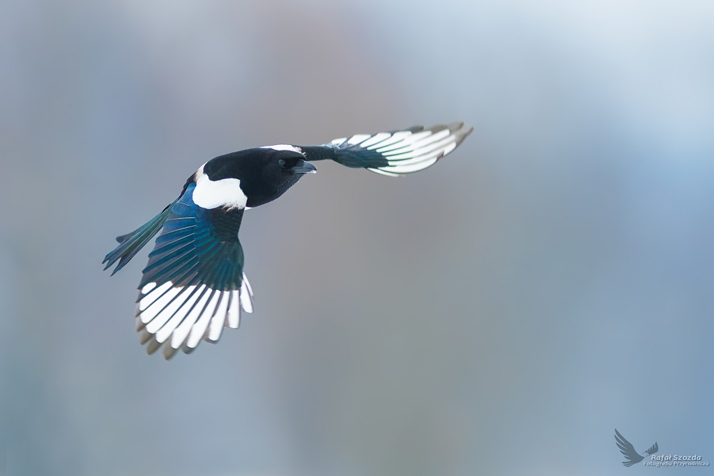 Sroka, Eurasian Magpie (Pica pica) ...