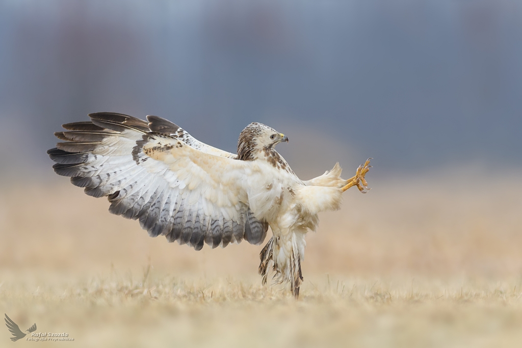 Myszow, Common Buzzard (Buteo buteo) ...