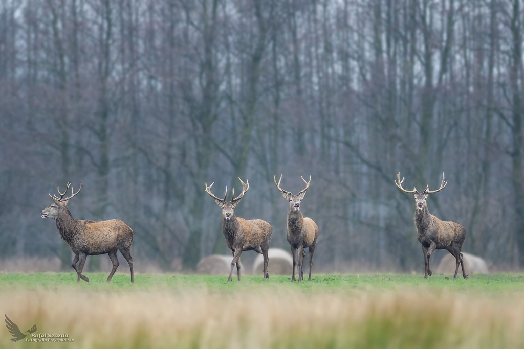 Jele szlachetny, Red Deer (Cervus elaphus) ... 2018r