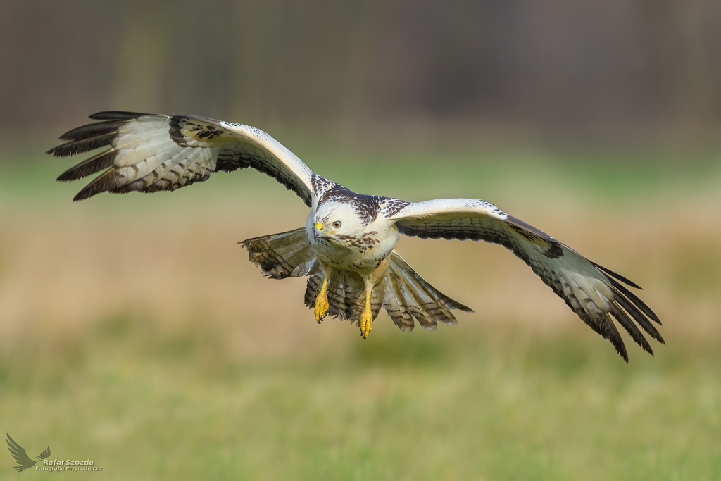 Myszow, Common Buzzard (Buteo buteo) ... 2018r