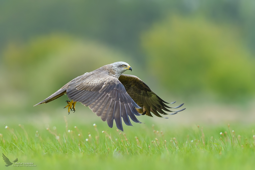 Kania Czarna, Black Kite (Milvus migrans) ...