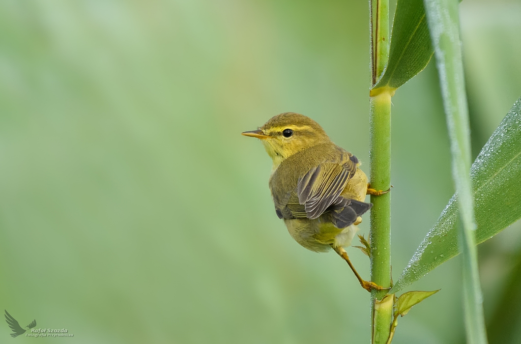 Piecuszek, Willow Warbler (Phylloscopus trochilus) ...