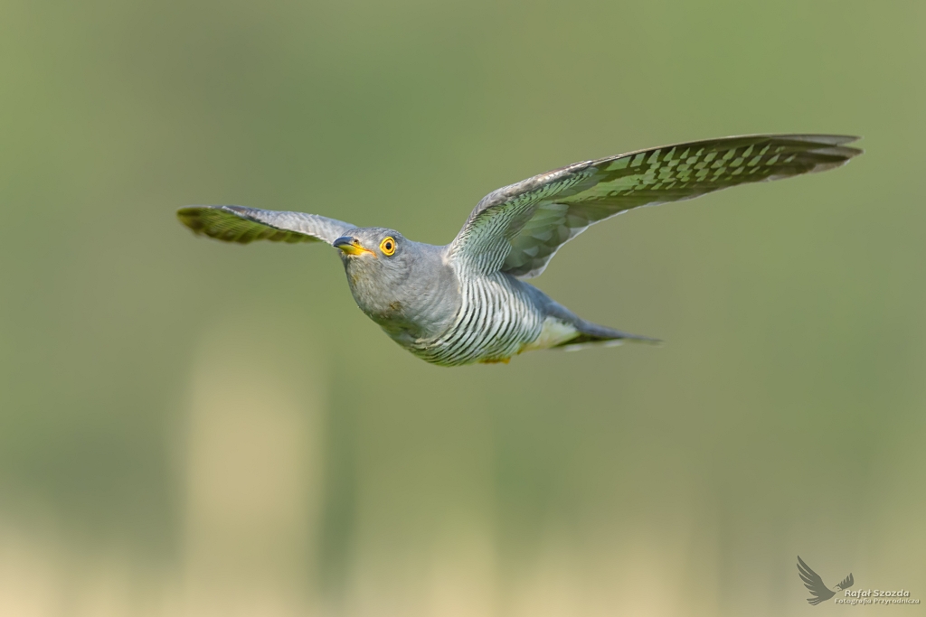 Kukuka, Common Cuckoo (Cuculus canorus) ...