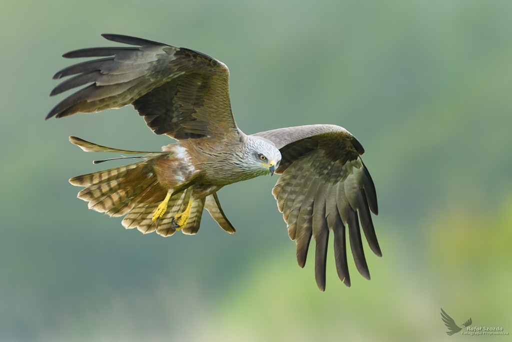 Kania Czarna, Black Kite (Milvus migrans) ...