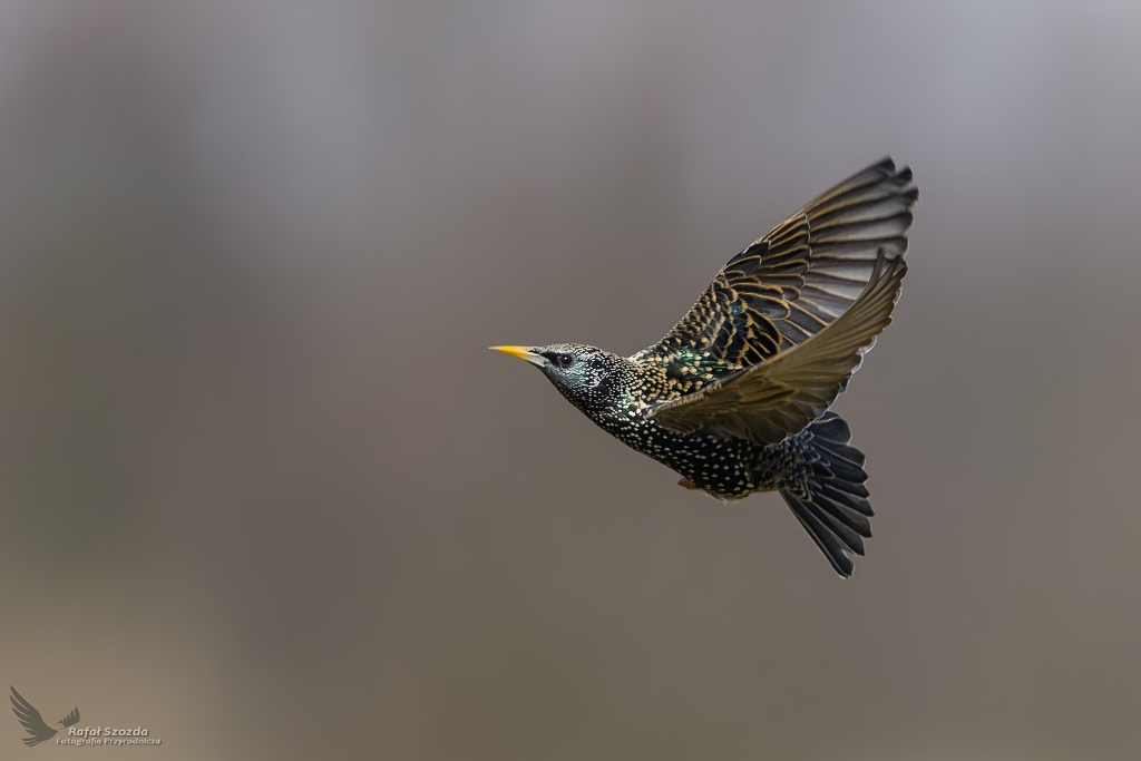 Szpak, Common Starling (Sturnus vulgaris) ...