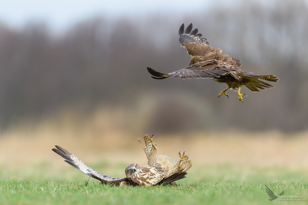 K.O. (mae potknicie) - Myszoowy, Common Buzzard (Buteo buteo) ... 2018r