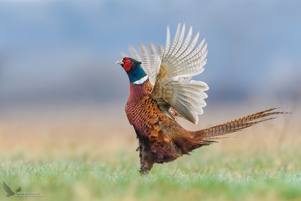 Baant, Common Pheasant (Phasianus colchicus) ...