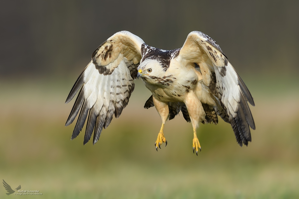 Myszow, Common Buzzard (Buteo buteo) ...