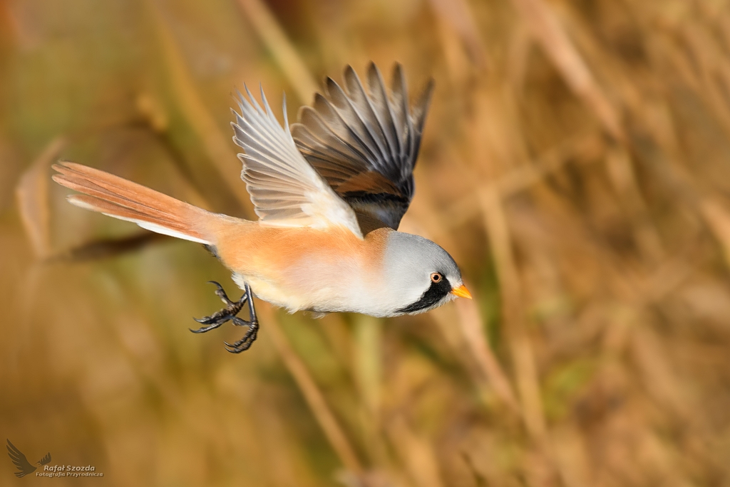 Wsatka, Bearded Parrotbill (Panurus biarmicus) ...