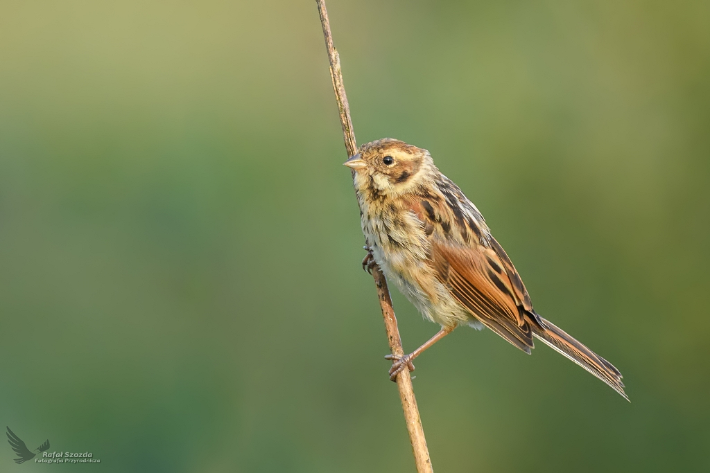 Potrzos, Reed Bunting (Emberiza schoeniclus)