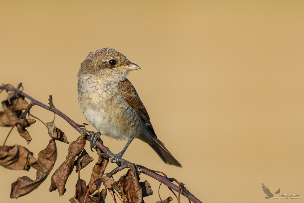 Gsiorek, Red-backed Shrike (Lanius collurio) ...