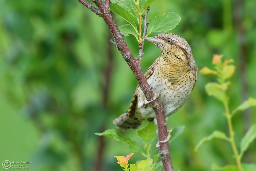 Krtogw, Eurasian Wryneck (Jynx torquilla) ...