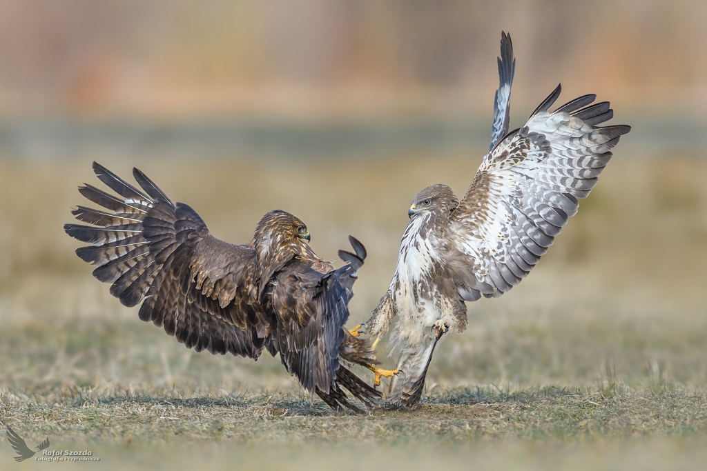 Myszoowy, Common Buzzard (Buteo buteo) ...