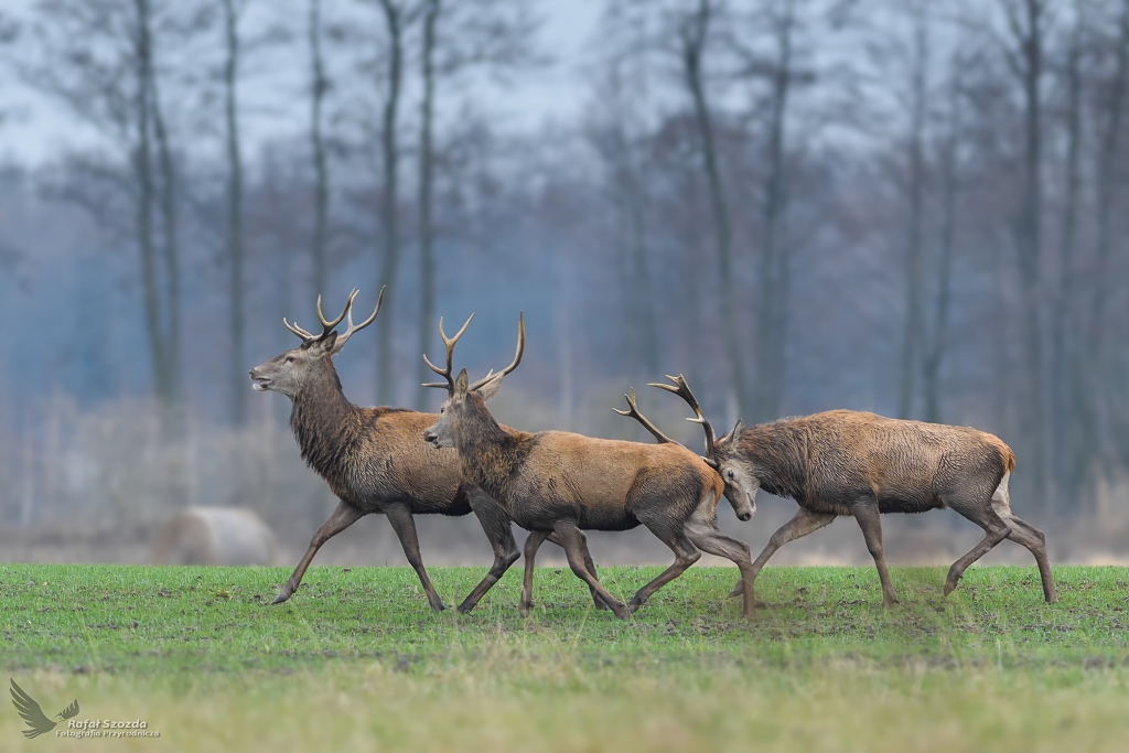 Jele szlachetny, Red Deer (Cervus elaphus) ...