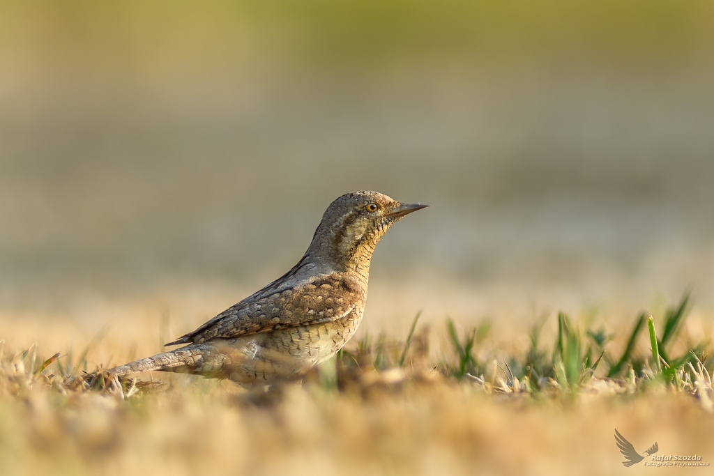 Krtogw, Eurasian Wryneck (Jynx torquilla) ... 2018r